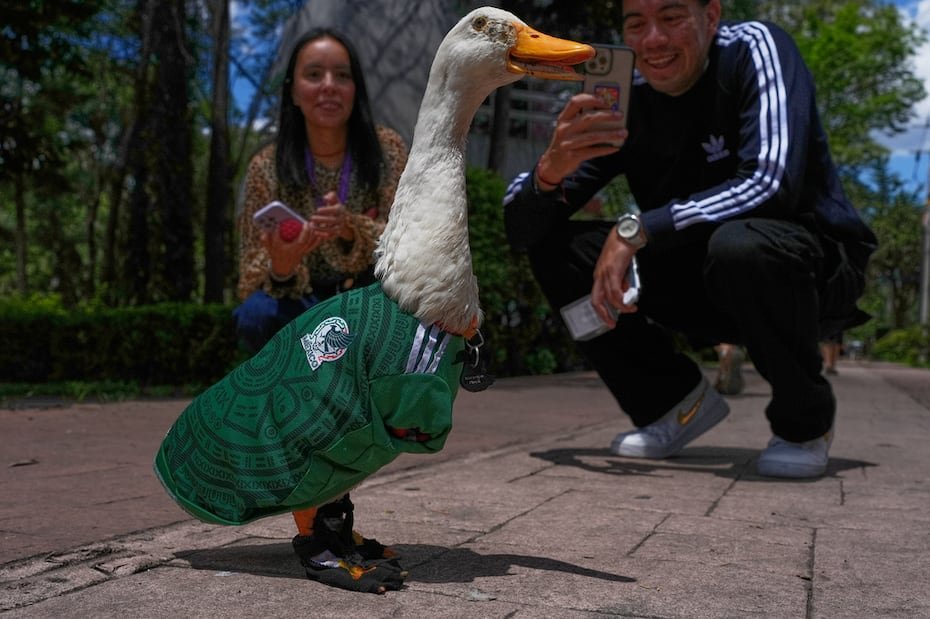México celebraba su victoria en la inauguración del Mundial ante Sudáfrica el jueves cuando Merlín, un pato de 2 años vestido con los colores de la selección nacional, se convirtió en una inesperada sensación de internet y en la primera mascota no oficial del torneo.