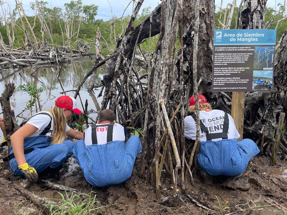 Los voluntarios sembraron específicamente propágulos (una parte de la planta que se utiliza para producir una nueva) de mangle rojo.