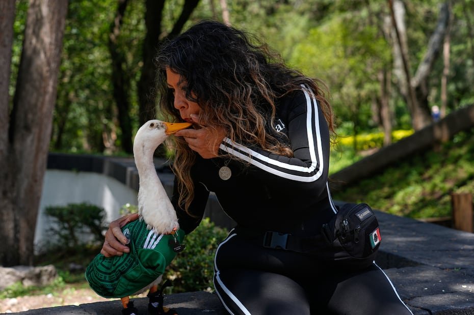 El pato acompaña con regularidad a su dueña, Carla Gómez, quien vende agua y refrescos desde un pequeño carrito cada fin de semana.