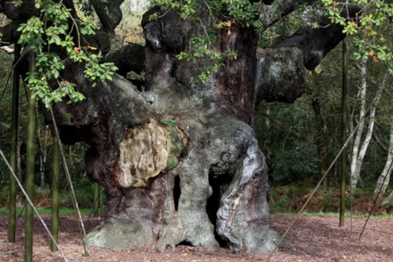 Major Oak