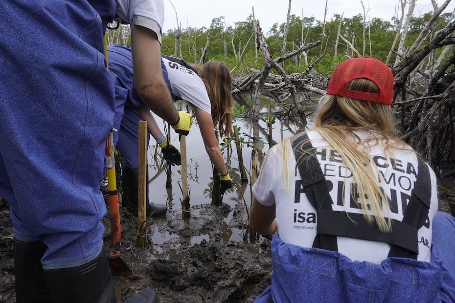 El manglar se encuentra a la orilla de la carretera PR-681, cerca del Club Náutico de Arecibo.