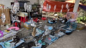 rescate de gatos