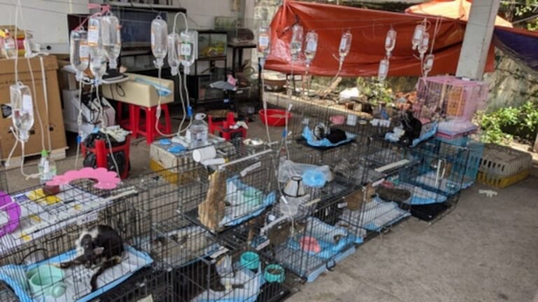 rescate de gatos