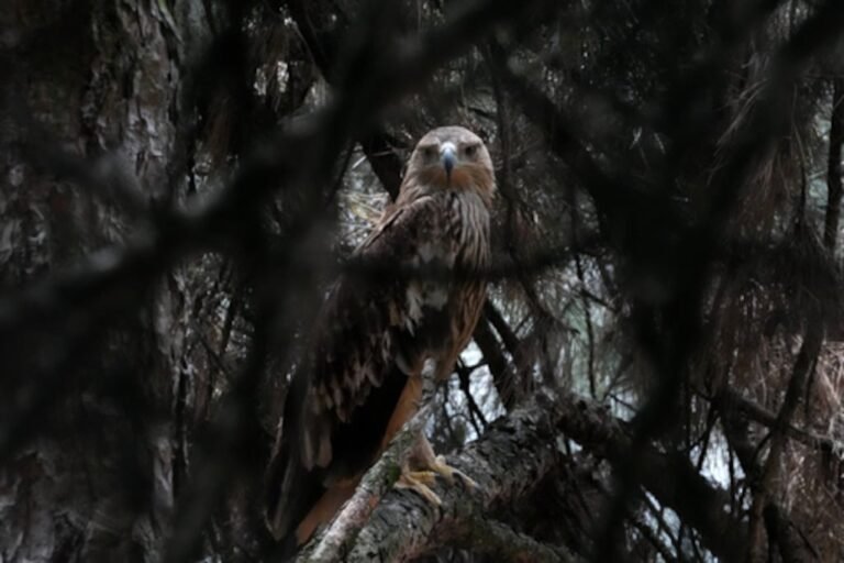Feliks el águila