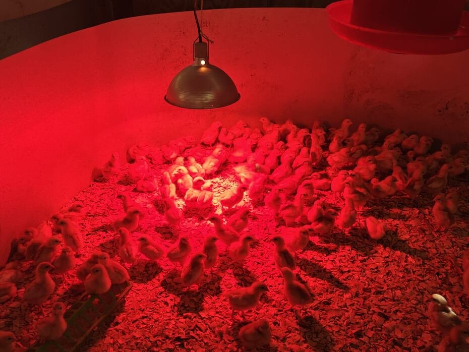 El agrónomo reveló que actualmente la finca cuenta con 1,700 gallinas produciendo, pero esperan expandir hasta tener 3,000.