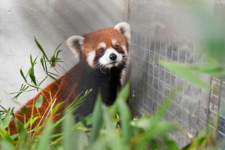 pandas rojos