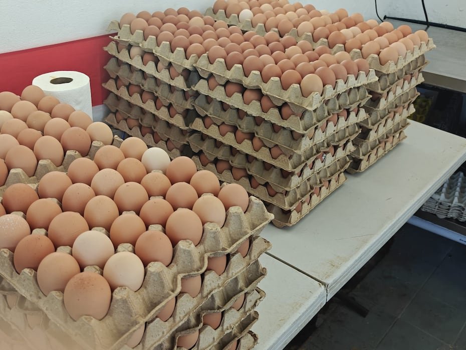 Actualmente la Hacienda Almácigo produce entre 50 y 70 cartones de huevos al día.