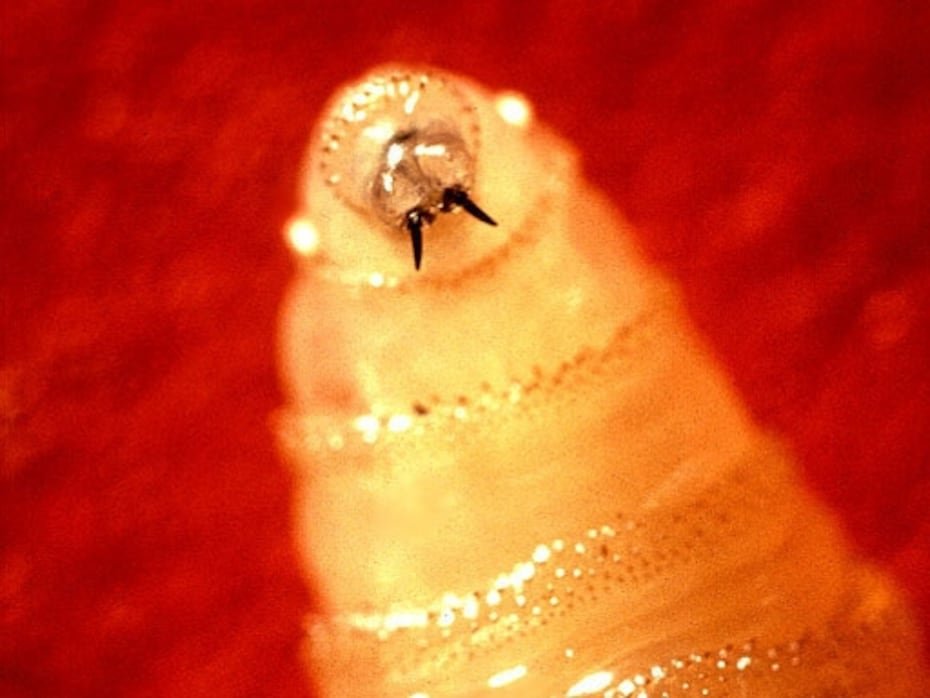 El gusano barrendador es una larva de la mosca Cochliomyia hominivorax que puede invadir los tejidos de cualquier animal de sangre caliente, incluidos los humanos. No obstante, infestan comúnmente al ganado.