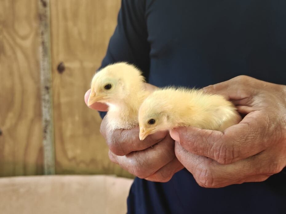 Torres Quiñones explicó que utilizan las gallinas de la raza Isa Brown para la producción de huevos.