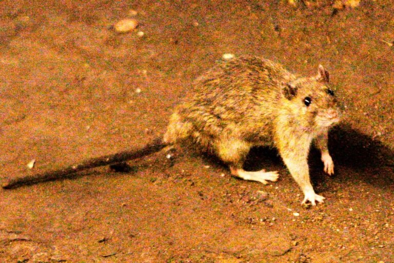 resistencia a pesticidas en ratas