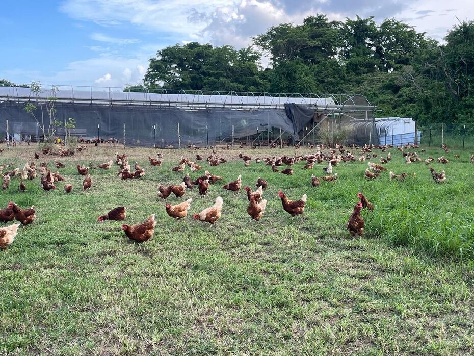 La Hacienda Almácigo es la única en Puerto Rico, utilizando el sistema de pastoreo de gallinas para su producción de huevos.