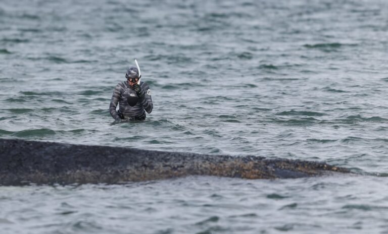 ballena jorobada