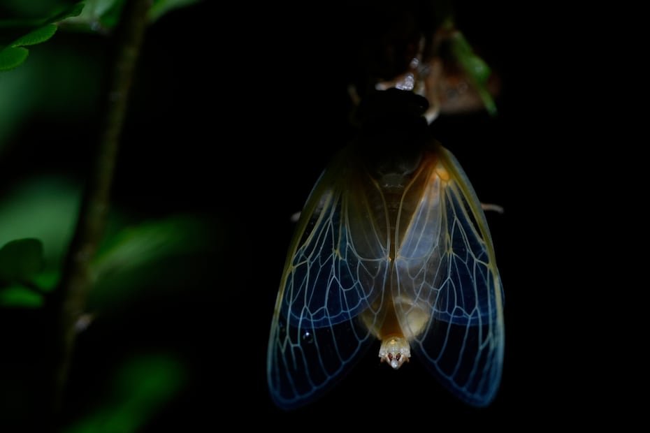 En la noche, generalmente después de una cálida lluvia primaveral, emergen en masa cerca de árboles que muestran orificios piloto y pequeñas chimeneas de cigarras.