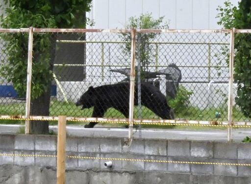 El incidente ocurre en medio de un aumento de encuentros con estos animales en zonas habitadas del país