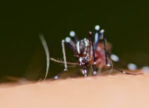 serotipo de dengue en Puerto Rico