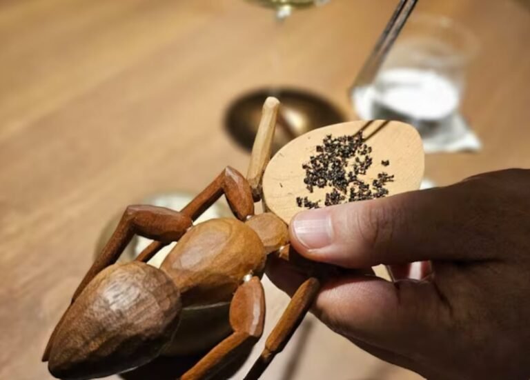 restaurante Michelin hormigas