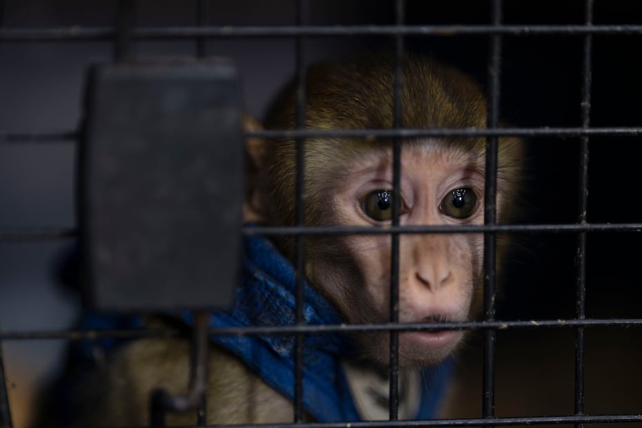 Un mono rhesus incautado por el DRNA fue presentado durante la conferencia de prensa en La Fortaleza, como parte del esfuerzo para combatir el tráfico de especies exóticas en Puerto Rico.