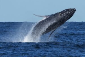 manadas de ballenas