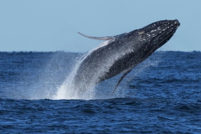 manadas de ballenas