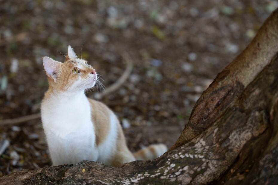 Gatos, específicamente aquellos asilvestrados en reservas naturales o bosques del país.