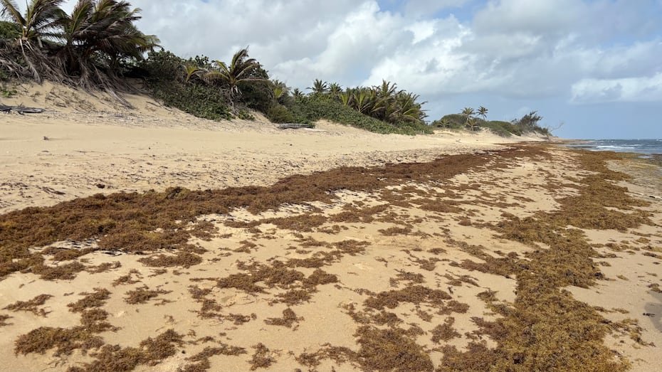 Así lucía el sargazo en la costa de la playa Jobos, en Isabela.
