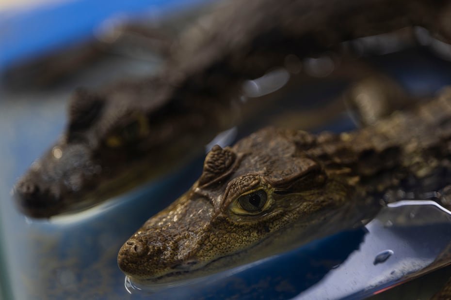 Los cocodrilos y caimanes también representan una amenaza para la fauna de la isla.