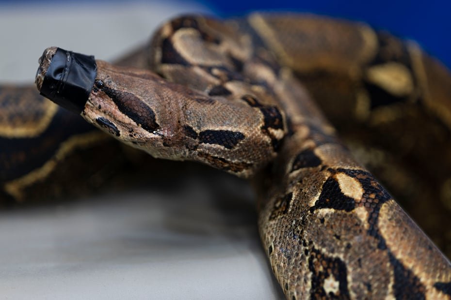 Una boa constrictora, especie exótica incautada por el DRNA, fue presentada como parte de los operativos contra el tráfico ilegal de fauna en Puerto Rico.