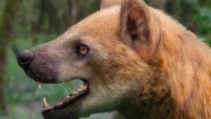 perro oso