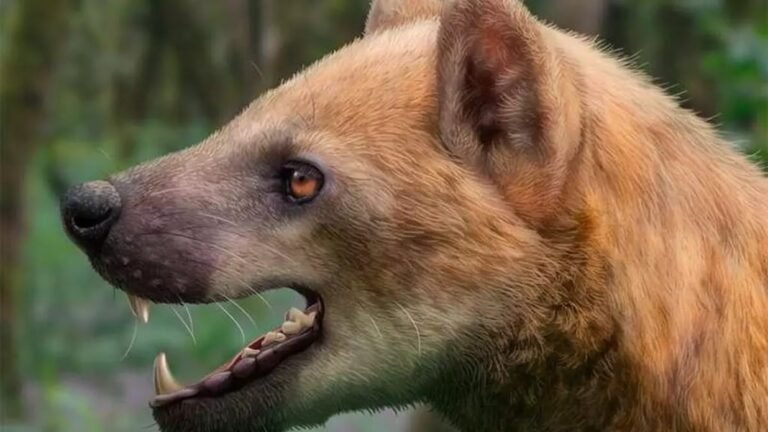 perro oso