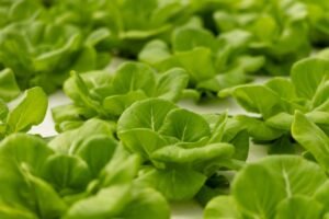 lechuga local segura