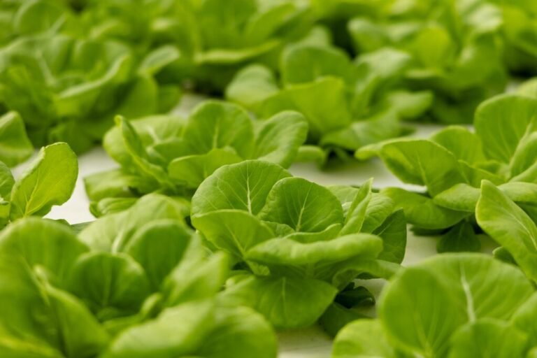 lechuga local segura