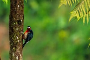 especies en peligro de extinción