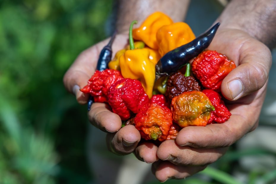 Parte de los ajíes y especias cultivados en la finca sirven como materia prima para la elaboración de salsas picantes y otros productos manufacturados en Puerto Rico.