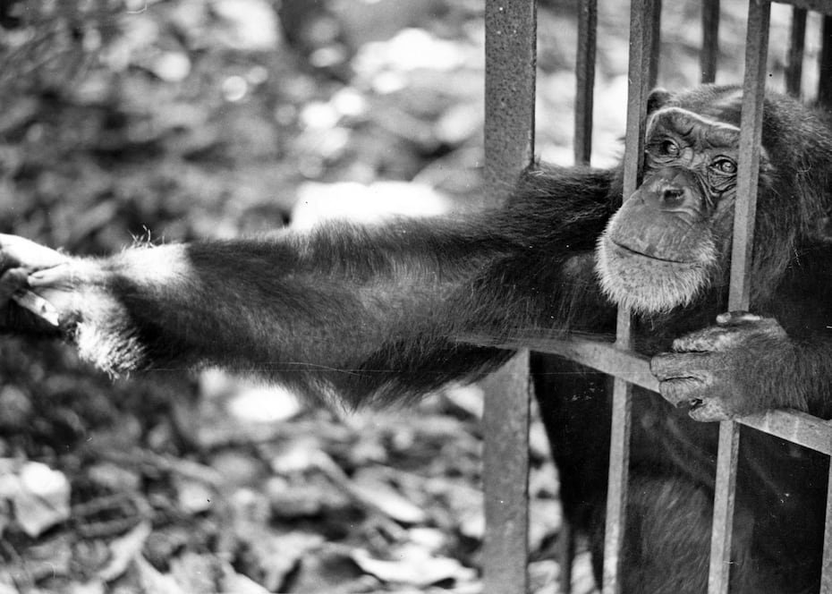 El famoso chimpancé Yuyo. Su famosa fuga del Monoloro de Carolina fue un evento muy sonado en la época. Luego de su captura, el animal pasó el resto de sus días en el Parque de las Ciencias de Bayamón.