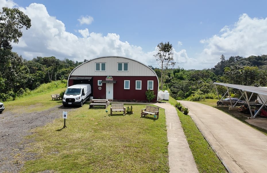 En la planta en Utuado deshidratan la pana utilizando energía solar.