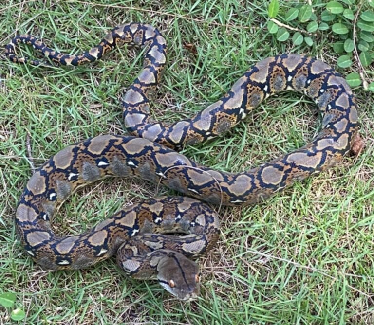 especies exóticas Puerto Rico