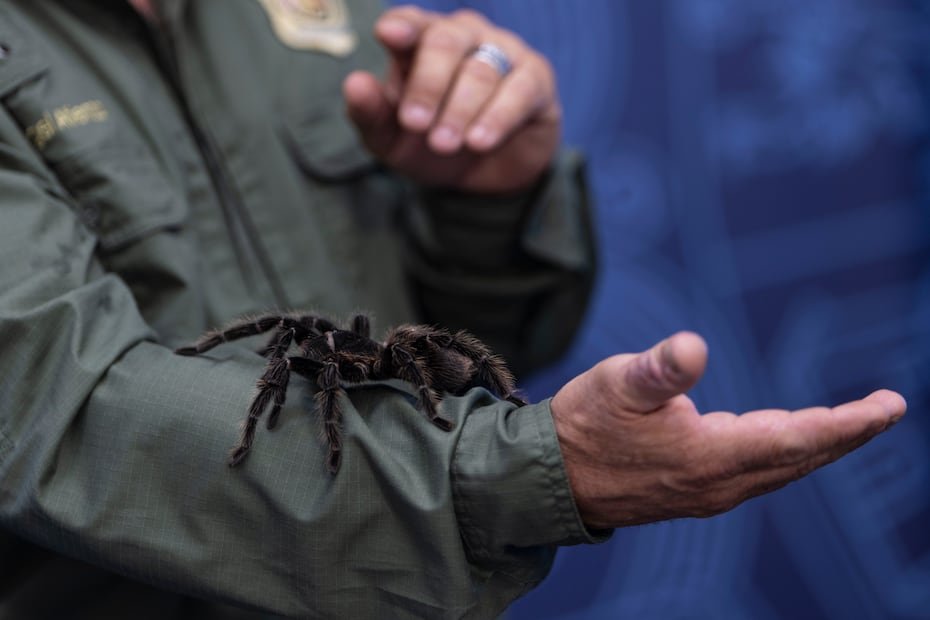 Una tarántula exótica fue una de las especies incautadas por el DRNA como parte de sus esfuerzos para combatir el tráfico ilegal de fauna.