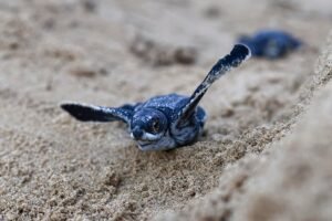 regulaciones especies en peligro