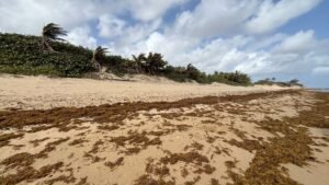 sargazo en Puerto Rico