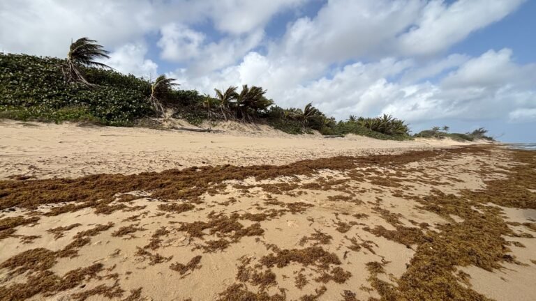 sargazo en Puerto Rico