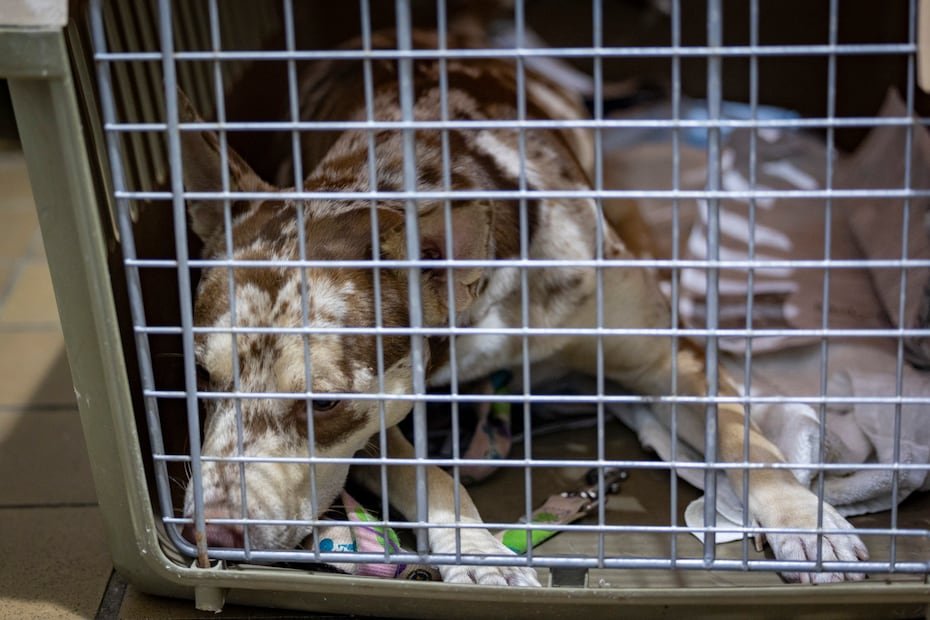 El funcionario lo acogió, lo llevó al veterinario y le consiguió un entrenador para atender su conducta. Sin embargo, semanas después, Pistacho lo mordió en varias ocasiones en una mano y rodilla, por lo que anunció el 15 de julio de 2026 que el can sería sometido a eutanasia.