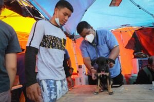 refugios de animales Venezuela