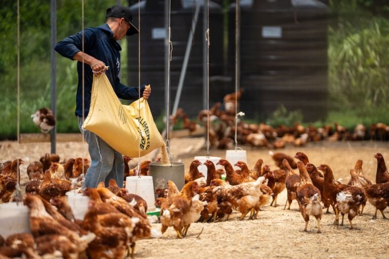 incentivos agrícolas 2026