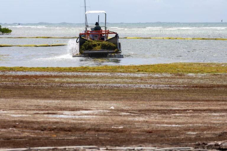 sargaceras en Puerto Rico