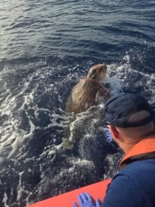 tortuga boba rescatada