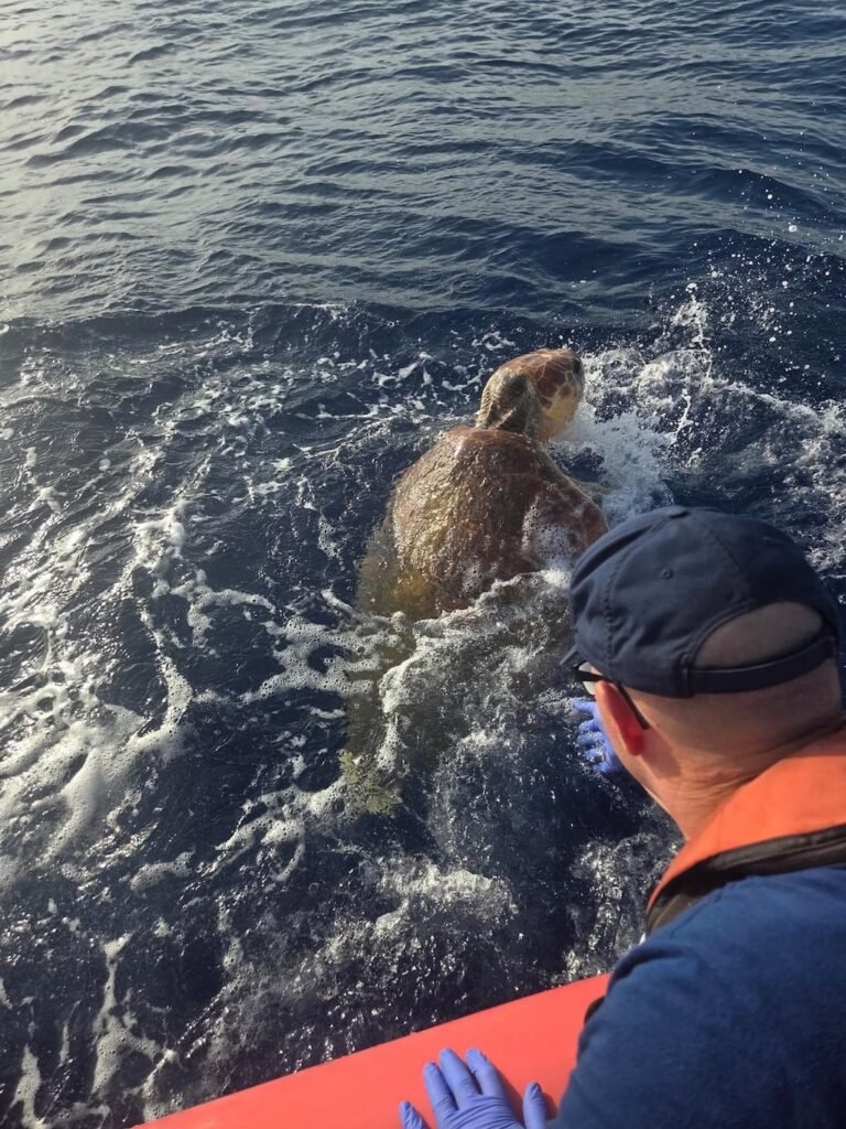 tortuga boba rescatada