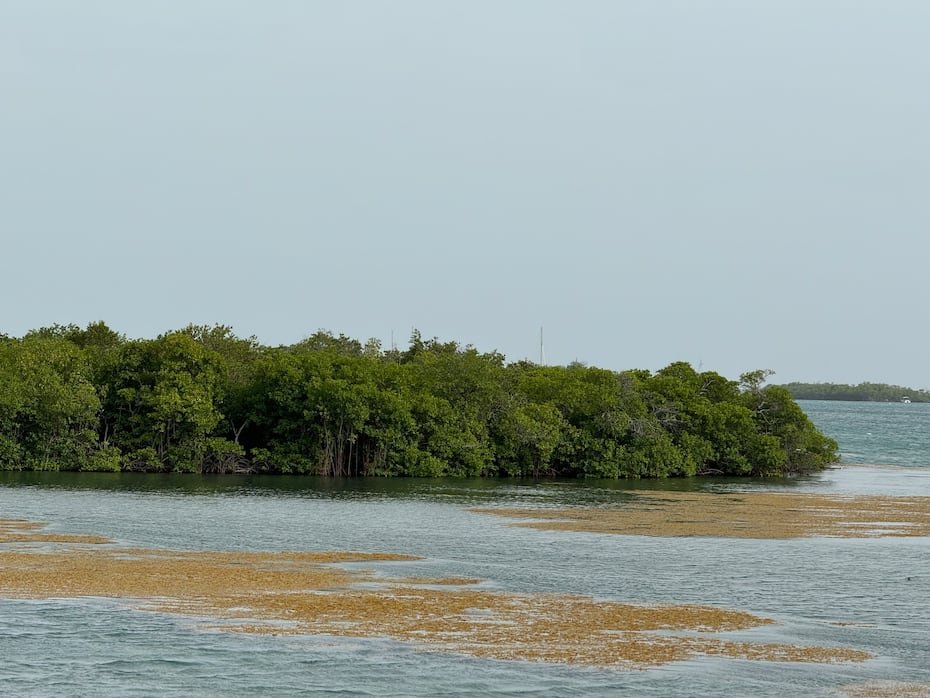 Imagen que muestra el sargazo en La Parguera, en Lajas.