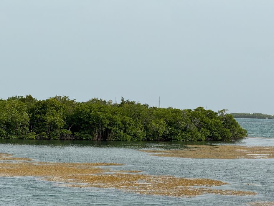 Imagen que muestra el sargazo en La Parguera, en Lajas.
