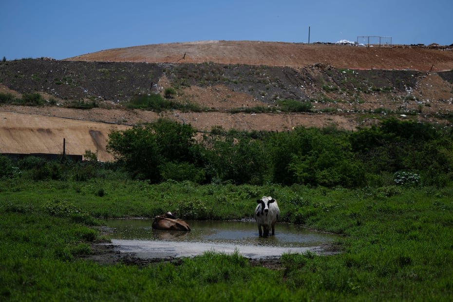 En la vaquería José “Tato” Delgado, que colinda con el vertedero de Arecibo, las vacas se refrescan en una charca que, según el dueño de la finca, puede contener líquidos tóxicos o lixiviado, debido al descontrol de esconrrentías de parte del operador del vertedero. FOTO POR: Carlos Rivera Giusti/GFR Media