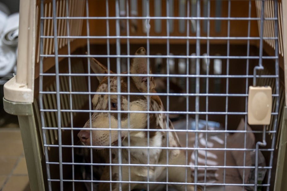 Tras conocer sobre la decisión de someter al perro a eutanasia, la entidad, con sede en Jayuya, solicitó su custodia mediante una publicación en sus redes sociales.